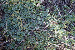 Indigofera sp-aff-humifusa