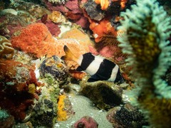 Pseudogoniistius nigripes