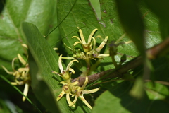 Vangueria venosa