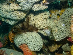 Holopsamma laminaefavosa