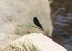 Calopteryx maculata