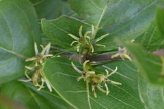 Vangueria venosa