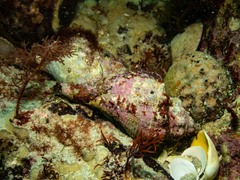 Australaria australasia