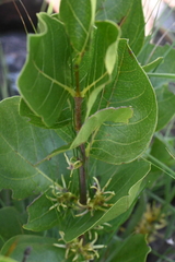 Vangueria venosa