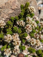 Nassauvia pygmaea
