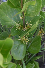 Vangueria venosa