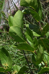 Vangueria venosa