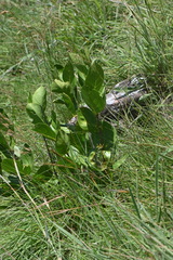 Vangueria venosa