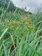 Cyperus dives