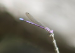 Argia fumipennis