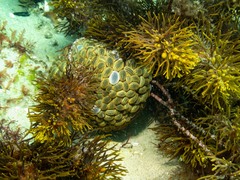 Phlyctenactis tuberculosa