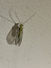 Italochrysa insignis