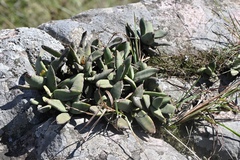 Crassula perfoliata