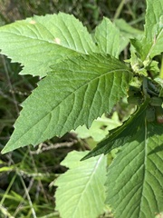 Crassocephalum crepidioides