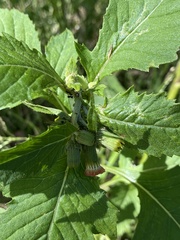 Crassocephalum crepidioides
