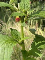 Crassocephalum crepidioides