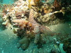 Uniophora granifera