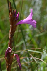 Watsonia densiflora