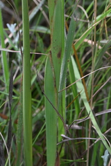 Watsonia densiflora