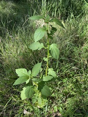 Crassocephalum crepidioides