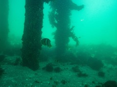 Notolabrus tetricus