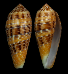 Conus dusaveli
