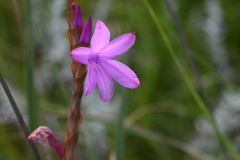 Watsonia densiflora