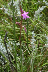 Watsonia densiflora