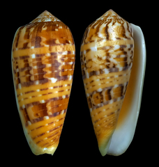 Conus dusaveli