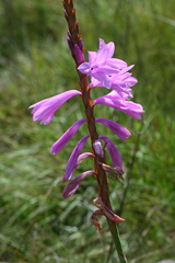 Watsonia densiflora