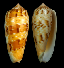 Conus dusaveli