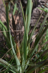 Watsonia densiflora