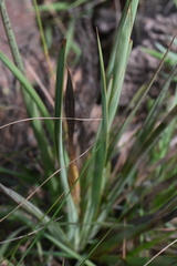 Watsonia densiflora