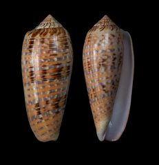 Conus dusaveli