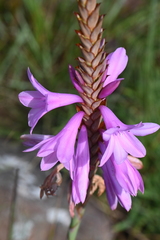 Watsonia densiflora