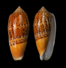 Conus dusaveli