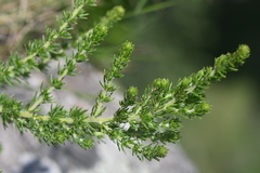 Aspalathus chortophila