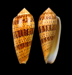 Conus dusaveli