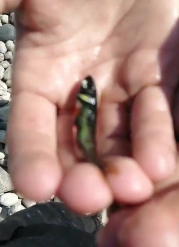 Altai minnow (Phoxinus ujmonensis) — Cyprinidae