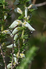 Aspalathus chortophila