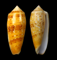 Conus dusaveli