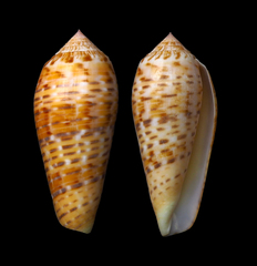 Conus dusaveli