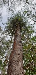 Eucalyptus dives