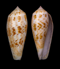 Conus dusaveli