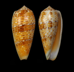Conus dusaveli