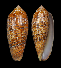 Conus dusaveli