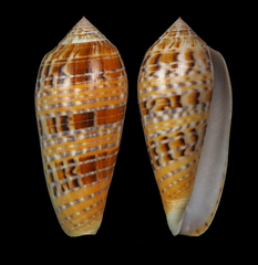 Conus dusaveli