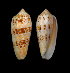 Conus dusaveli