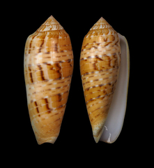 Conus dusaveli