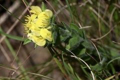 Leobordea